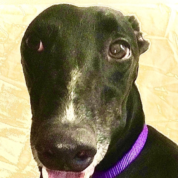 Meet your Posher, Brian - Picture 1 of 1